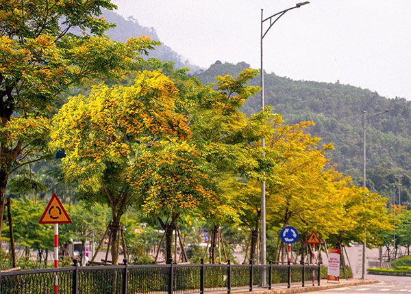 Cây sưa vàng đang được quy hoạch trở thành khu vực du lịch sinh thái tại Quảng Nam