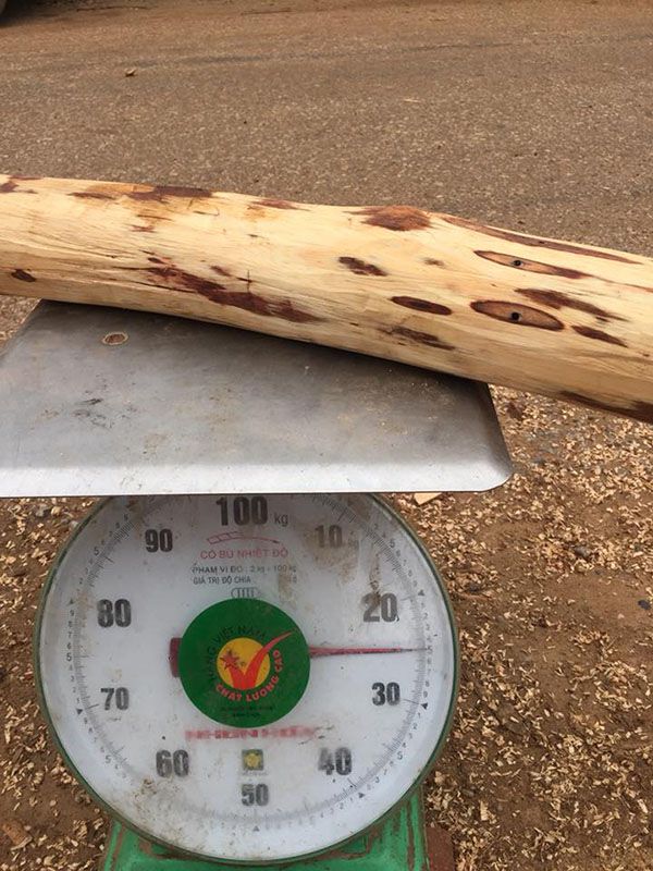 Giá gỗ sưa trắng chỉ khoảng vài chục nghìn/kg